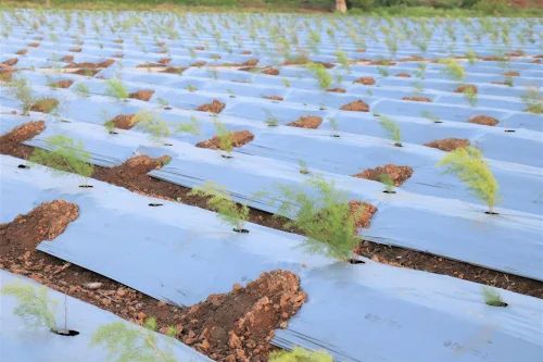 Vedant Mulching Sheet